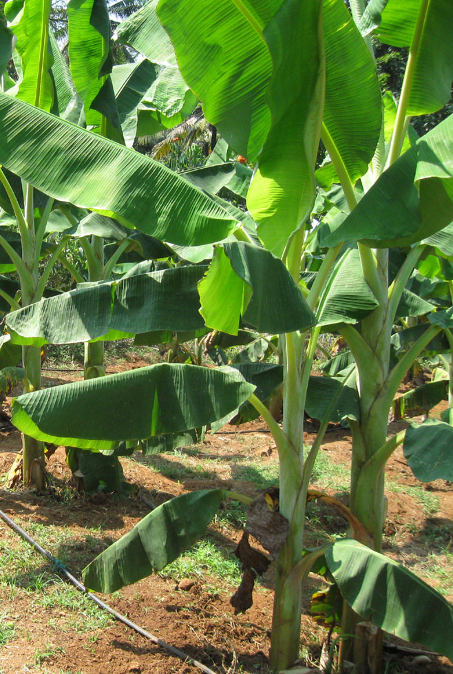 High-Density Planting in Banana 